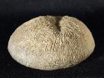 Cyclolites sp. (LAMARCK 1801) - Bild © FossNet FossilienStore